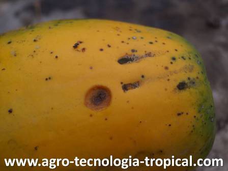 la antracnosis produce manchas redondas hundidas